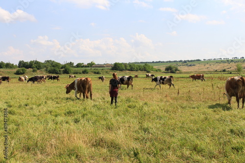 herd of cows © parpalac
