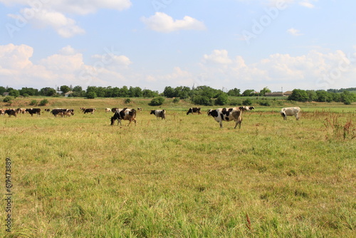 cows grazing in a field © parpalac