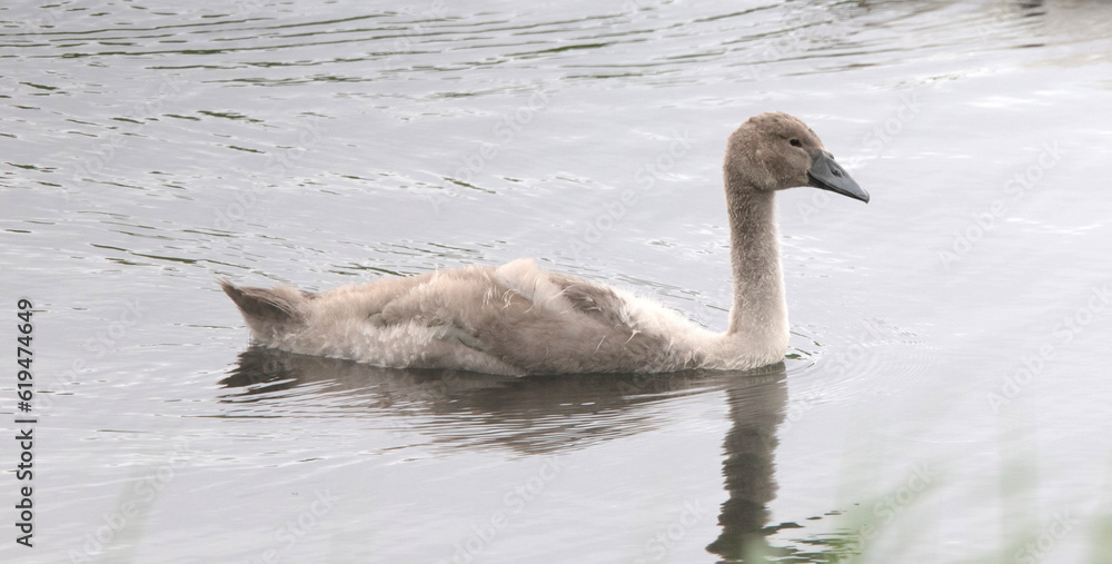 Young swan swimming in a lake