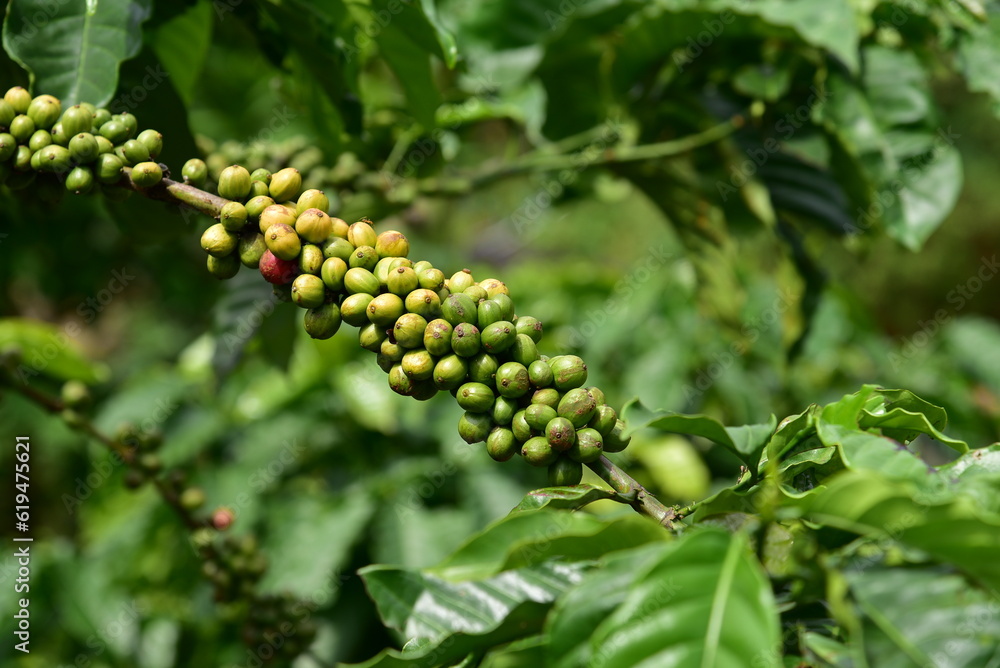 Coffea canephora or Coffea robusta, commonly known as robusta coffee is a species of coffee that has it is a species of flowering plant in the family Rubiaceae Coffea canephora or Coffea robusta, commonly known as robusta coffee is a species of coffee that has it is a species of flowering plant in the family Rubiaceae