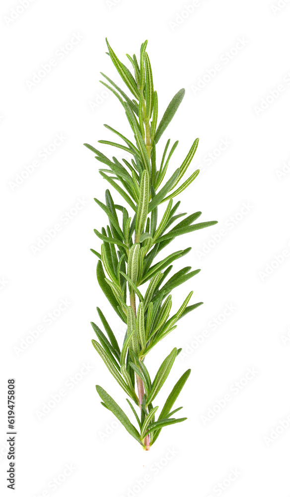 Obraz premium rosemary isolated on transparent png