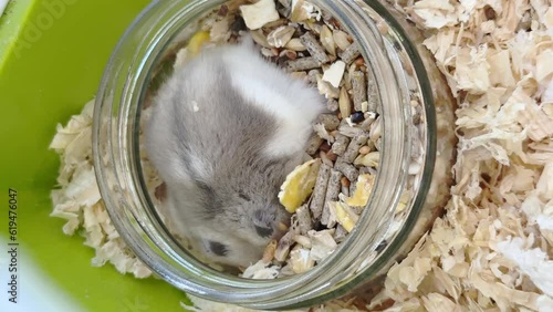 Funny Dwarf furry hamster eats food in cage, funny thing, hamster life, vertical footage. photo