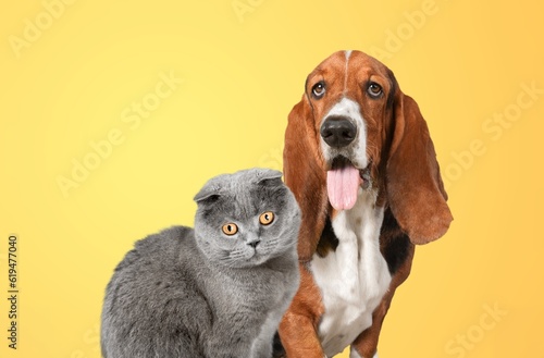 Cute fluffy cat and domestic dog