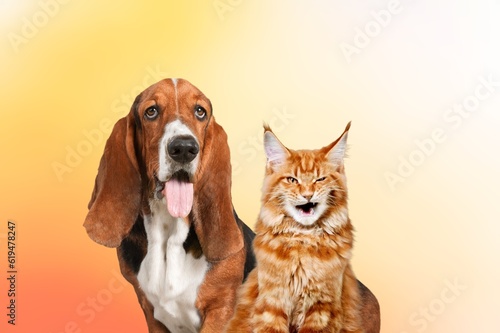 Cute fluffy cat and domestic dog