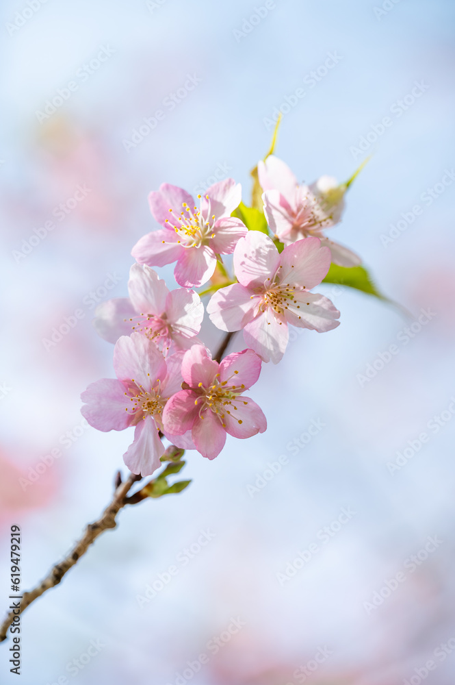 青空と桜