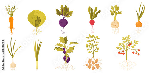 Garden vegetables with roots set vector illustration. Cartoon isolated veggies farm harvest with stem, green leaf and root collection, summer growth of fresh organic plants for farmers market