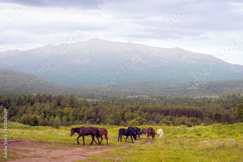 A herd of horses grazing early in the early morning near a misty mountain © vadim