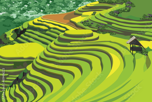 beautiful green rice fields
