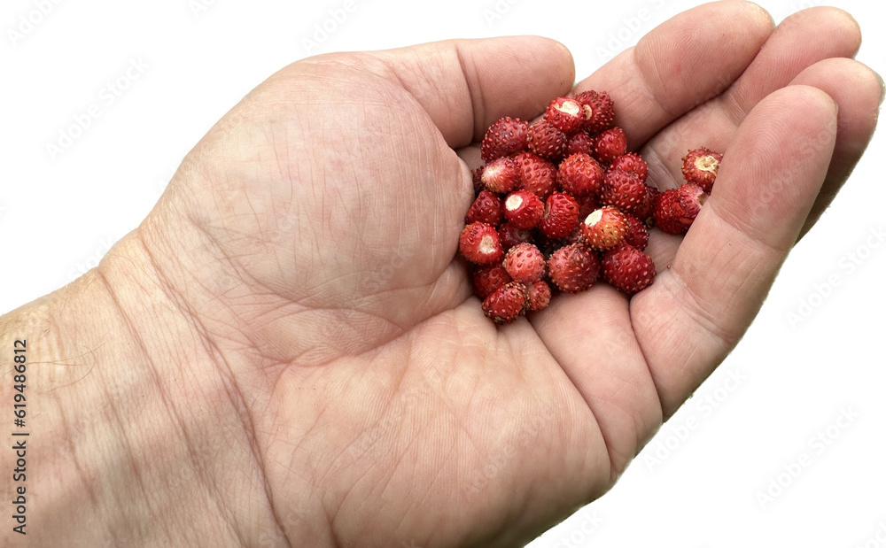 Strawberry berries in the palm of a person, isolated on white. Useful vitamins, seasonal wild berries. Red strawberries in a man's hand. Strawberry berries in the palm of a person, isolated on white. Useful vitamins, seasonal wild berries. Red strawberries in a man's hand.