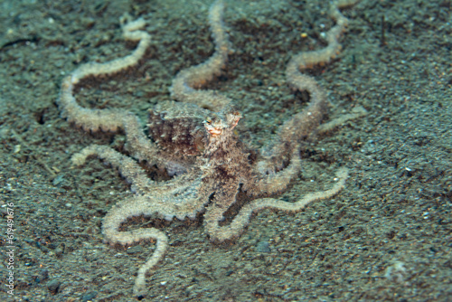 A long arm octopus, Abdopus sp., also known as the white v octopus, is found on a sandy slope at Sangeang, Indonesia. This well camouflaged cephalopod is found throughout the Indo-Pacific region.  photo
