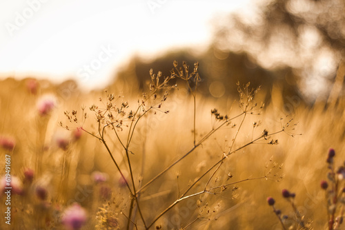 Fototapeta Naklejka Na Ścianę i Meble -  Kwiat polny