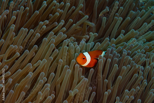 A False clownfish, Amphiprion ocellaris, swims among the tentacles of its host anemone on a reef in Komodo National Park, Indonesia. This relationship is an example of a mutualistic symbiosis. © ead72
