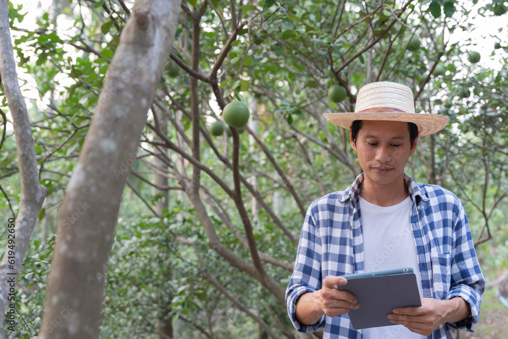 Organic farming, fruit farm. Farmers recheck quality record on application on tablet. Pomelo grow naturally, Ecological Biological, Healthy, Technology, non toxic, harvest, scientific , academic Organic farming, fruit farm. Farmers recheck quality record on application on tablet. Pomelo grow naturally, Ecological Biological, Healthy, Technology, non toxic, harvest, scientific , academic