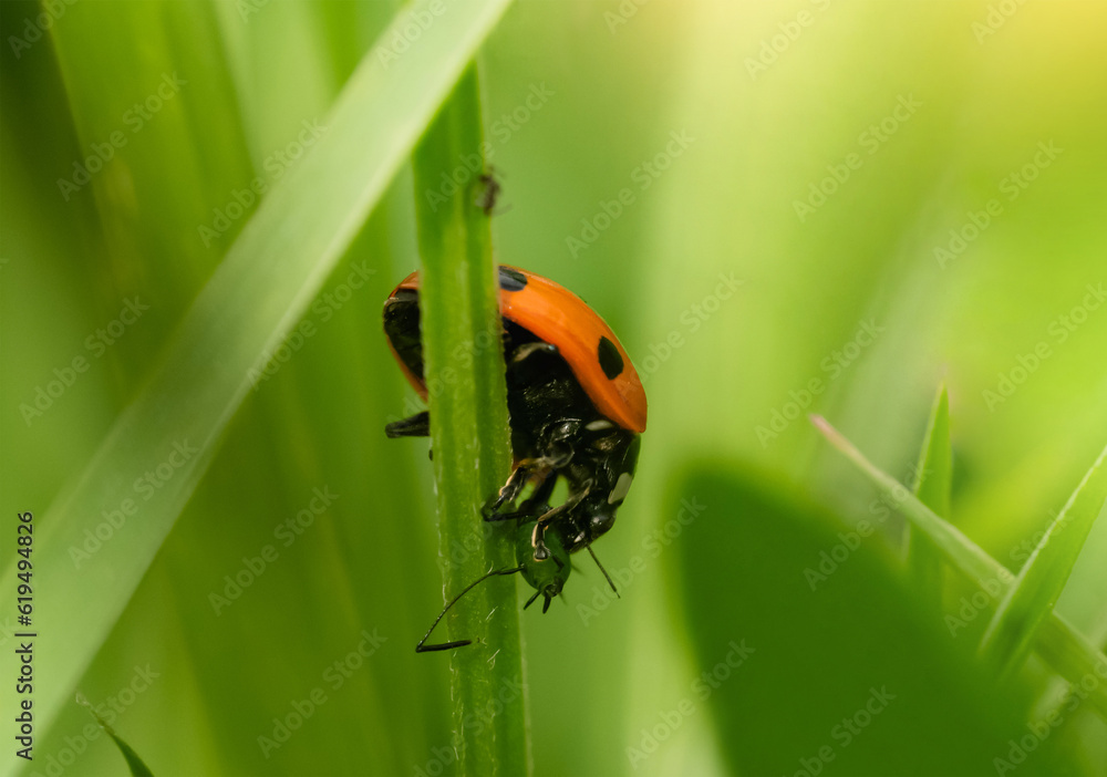 Lady Bug eating Aphids, Concept for Insect food chain,ladybird with black spots Lady Bug eating Aphids, Concept for Insect food chain,ladybird with black spots
