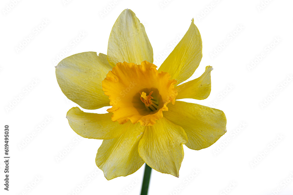 beautiful yellow flowers daffodils in a vase on a white background beautiful yellow flowers daffodils in a vase on a white background