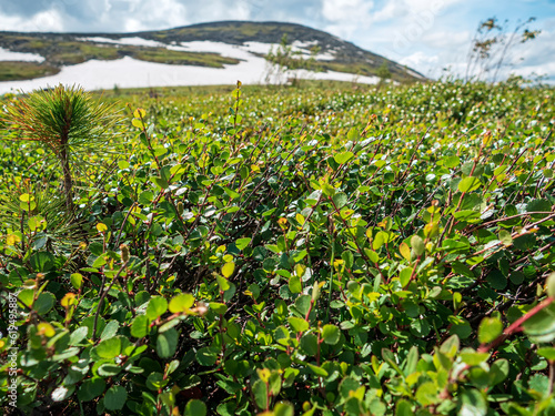 Arctic tundra overgrown with dwarf birch and pines.
