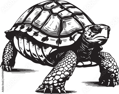 Turtle Tortoise Reptile Water Animal