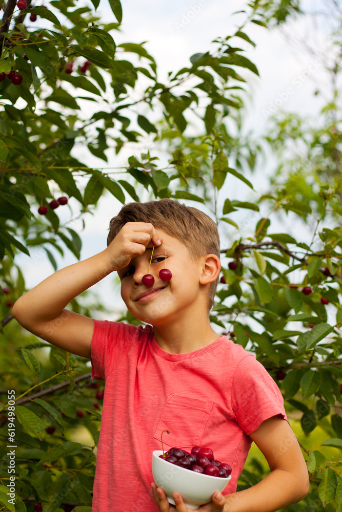 preschool boy picking and eating ripe red cherries from tree in home garden. Portrait of happy child with plate of cherries in background of cherry orchard. summer harvest season. preschool boy picking and eating ripe red cherries from tree in home garden. Portrait of happy child with plate of cherries in background of cherry orchard. summer harvest season.