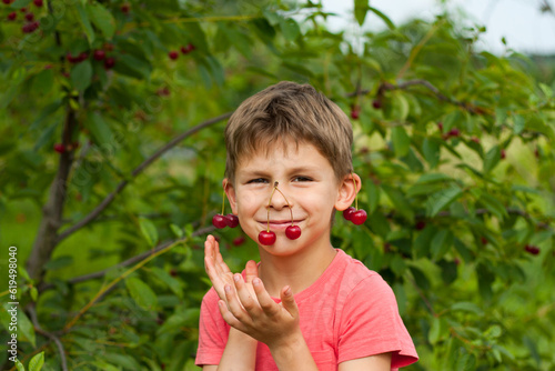 boy picking ripe red cherries from tree in garden. Portrait of happy child with cherries on ears and nose background of cherry orchard. summer harvest season.