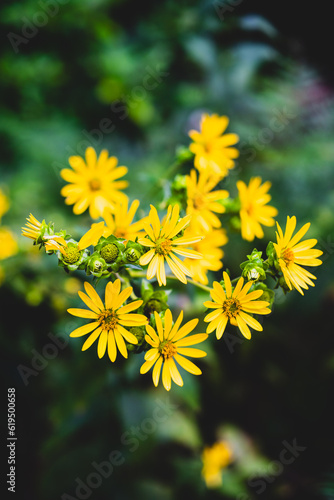 Vivid and inviting, this photograph showcases the beauty of the Cup Plant (Silphium Perfoliatum), a perennial wildflower native to North America. Recognized for its large, bright yellow flowers and cu