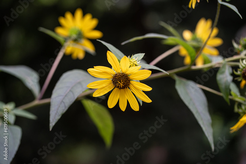 Vivid and inviting, this photograph showcases the beauty of the Cup Plant (Silphium Perfoliatum), a perennial wildflower native to North America. Recognized for its large, bright yellow flowers and cu