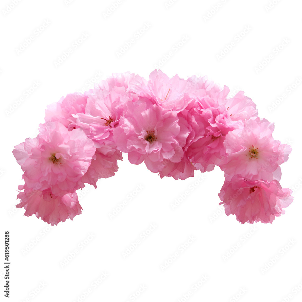 Flower crown on transparent background, floral headband head, flower hair wreath, autumn flower cut out cutout png Flower crown on transparent background, floral headband head, flower hair wreath, autumn flower cut out cutout png