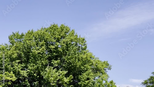 Wallpaper Mural blue sky and tree Torontodigital.ca
