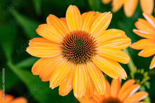 orange daisy flower