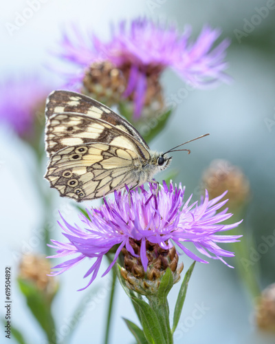 The marbled white - Melanargia galathea sucks nectar with its trunk from the blossom of the Centaurea jacea, the brown knapweed or brownray knapweed
