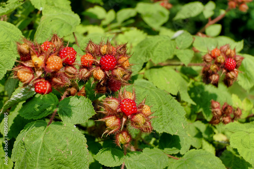 Fruit of a wineberry plant (rubus phoenicolasius) also known as the Japanese raspberry
 photo