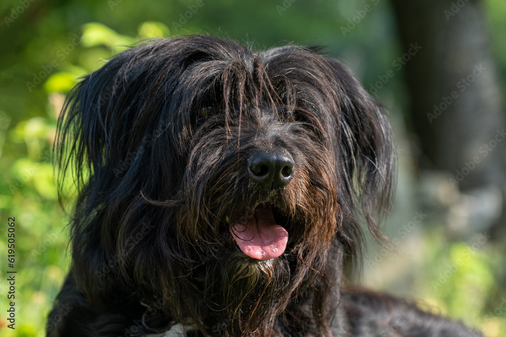 Portrait of a black dog with long fur.