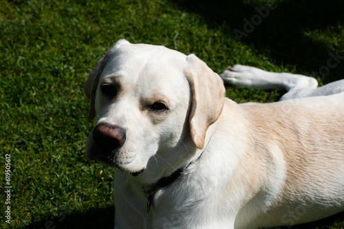 Fotografie short coated britisch Labrador retriever 10 Momnate alt