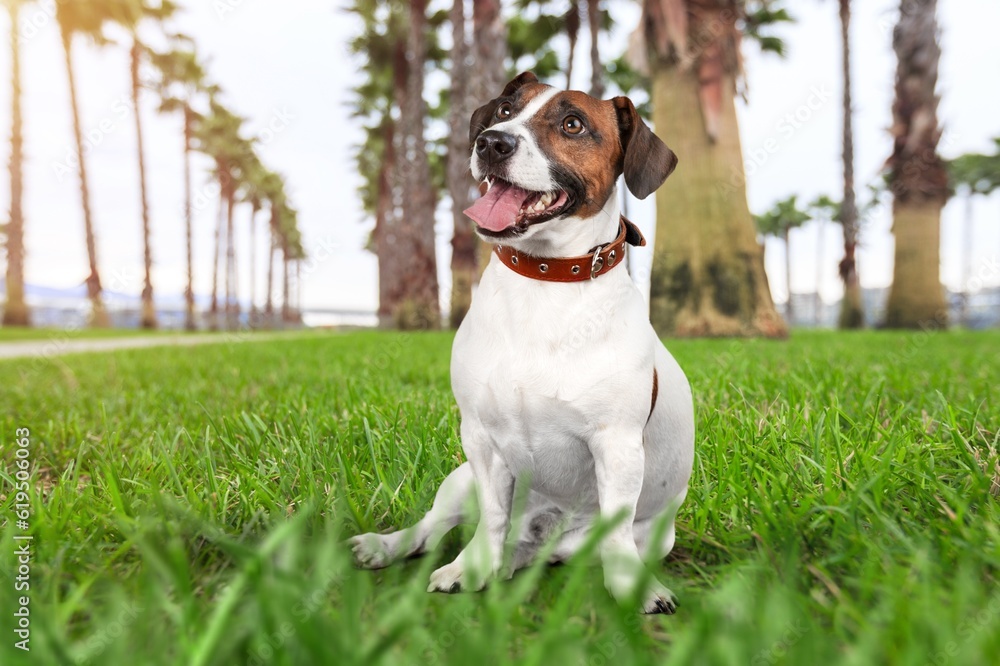 Cute domestic dog sitting on green grass