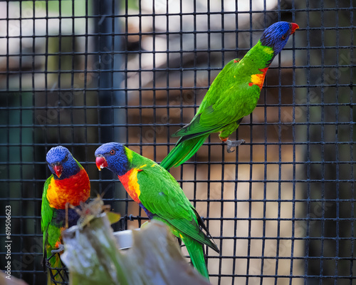 Rainbow Lorikeet is also known as the Green-naped Lorikeet