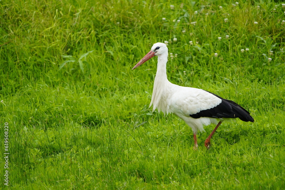 Fototapeta premium White stork on green leash meadows in Hanover (Ciconia ciconia) Ciconiidae family. Hanover, Germany, July 3, 2023.