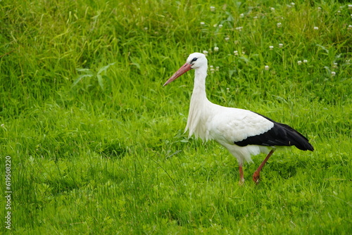 White stork on green leash meadows in Hanover (Ciconia ciconia) Ciconiidae family. Hanover, Germany, July 3, 2023.