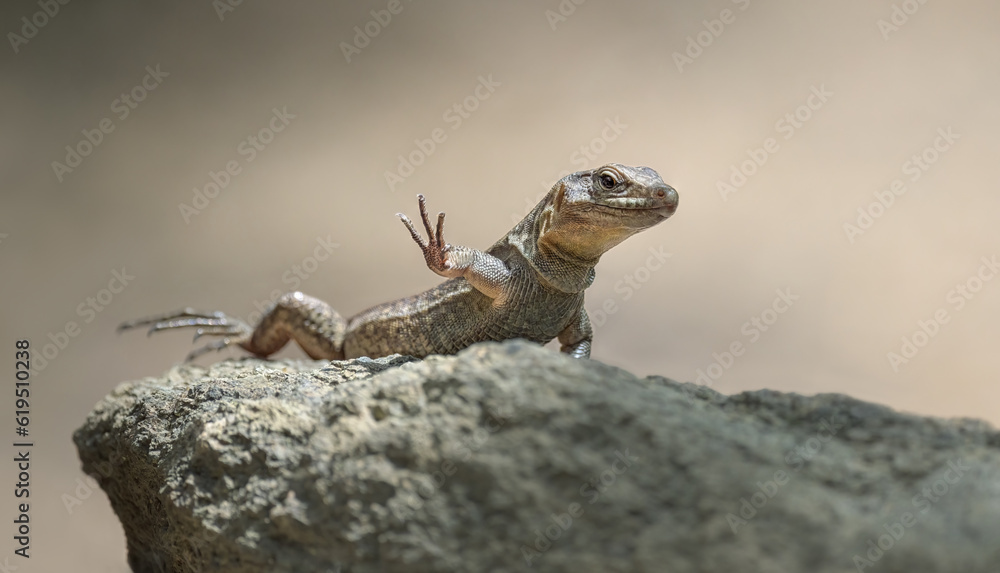 Gran Canaria giant lizard lifting its foot, Gallotia stehlini, the largest reptiles within the family Lacertidae, this species of lizard is found in the Canary Islands, Spain Gran Canaria giant lizard lifting its foot, Gallotia stehlini, the largest reptiles within the family Lacertidae, this species of lizard is found in the Canary Islands, Spain