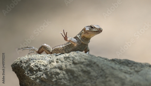 Photo Gran Canaria giant lizard lifting its foot, Gallotia stehlini, the largest repti