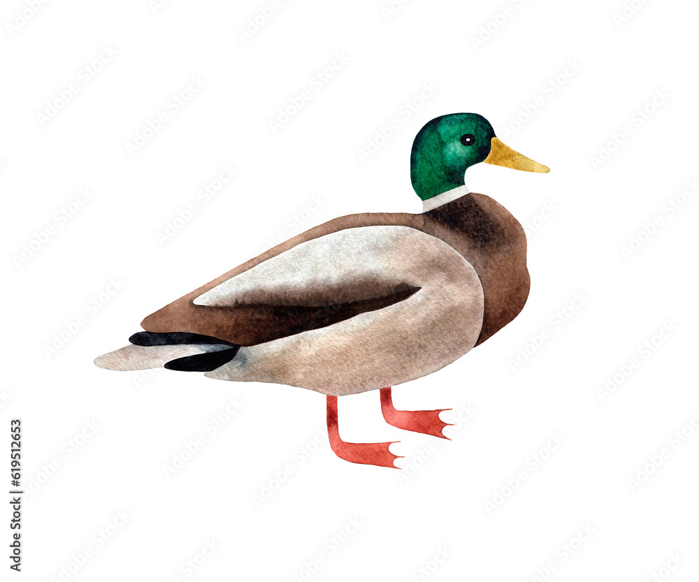 Obraz premium Hand painted watercolor illustration of Duck bird. Isolated on transparent background