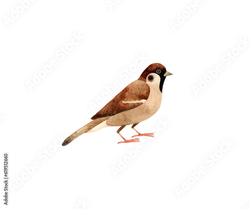 Hand painted watercolor illustration of Sparrow city bird. Isolated on white background