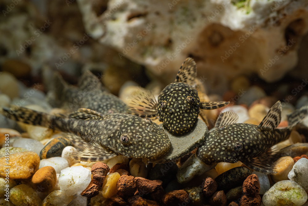 Crustacean fish on the bottom near the tablet. Crustacean fish on the bottom near the tablet.
