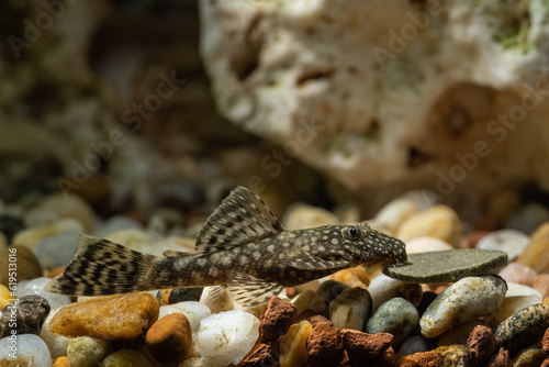 Crustacean fish on the bottom near the tablet.