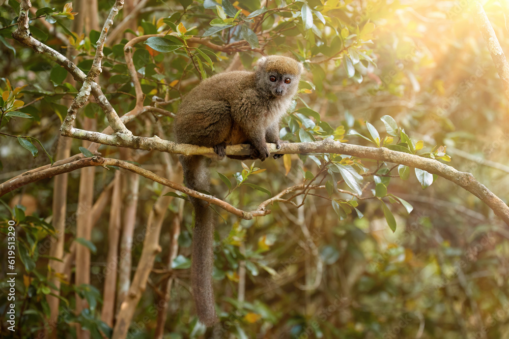 Obraz premium Lemur in its natural habitat: Eastern lesser or Grey Bamboo Lemur, Hapalemur griseus, vulnerable lemur on branch against rays of sun in rainforest of Ranomafana National Park, Madagascar. 