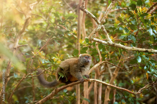 Lemurs photography concept: Eastern lesser or Grey Bamboo Lemur, Hapalemur griseus, vulnerable lemur on branch against rays of sun in rainforest of Ranomafana National Park, Madagascar.  © Martin Mecnarowski