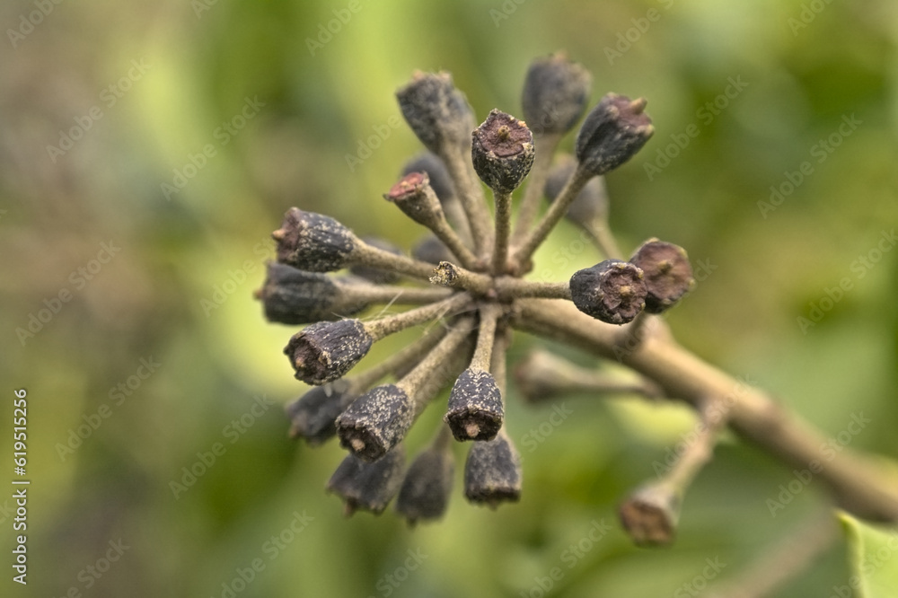 Black fruits of an ivy vine, selective focus with green bokeh background - hedera Black fruits of an ivy vine, selective focus with green bokeh background - hedera