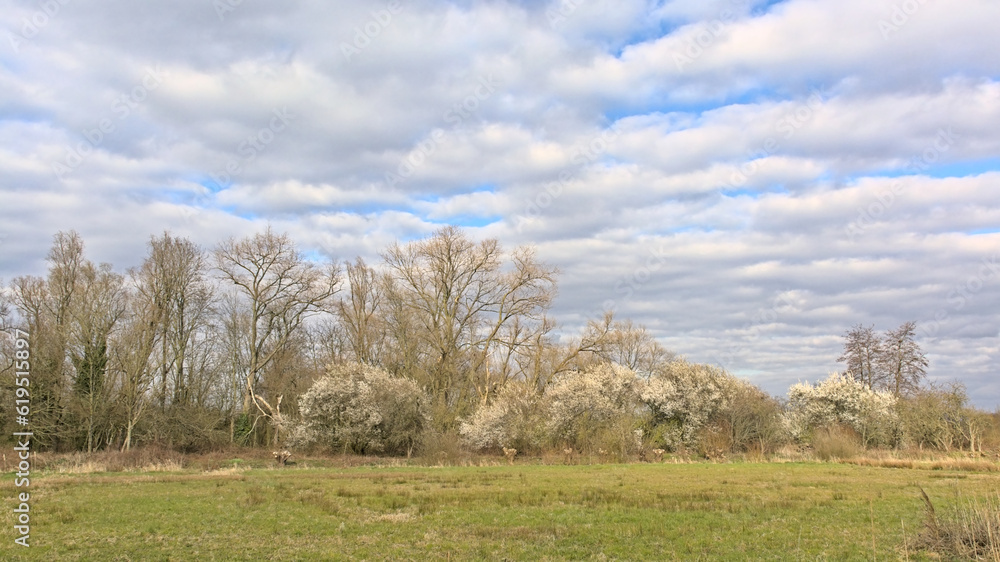 Marsh landscape with meadow with bare trees and bright white flowering hawthorn shrubs under a dark cloudy sky on a spring day in Bourgoyen nature reserve, Ghent, Flanders, Belgium Marsh landscape with meadow with bare trees and bright white flowering hawthorn shrubs under a dark cloudy sky on a spring day in Bourgoyen nature reserve, Ghent, Flanders, Belgium