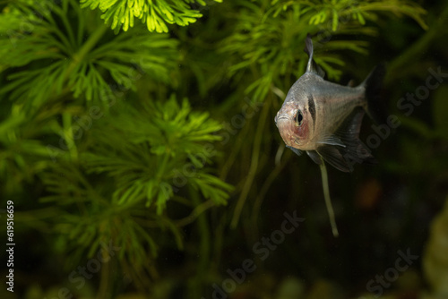 Black tetra aquarium fish in detail.