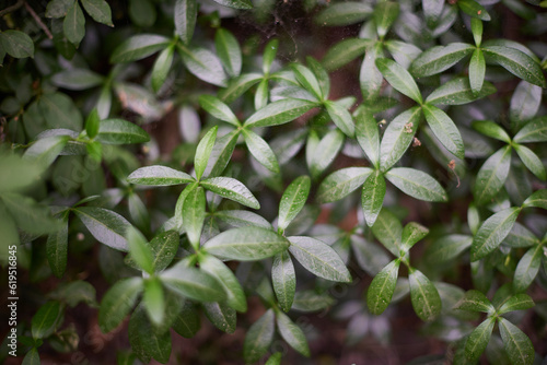 Wallpaper Mural Trees in the forest Torontodigital.ca