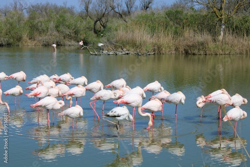 Flammants rose Camargue