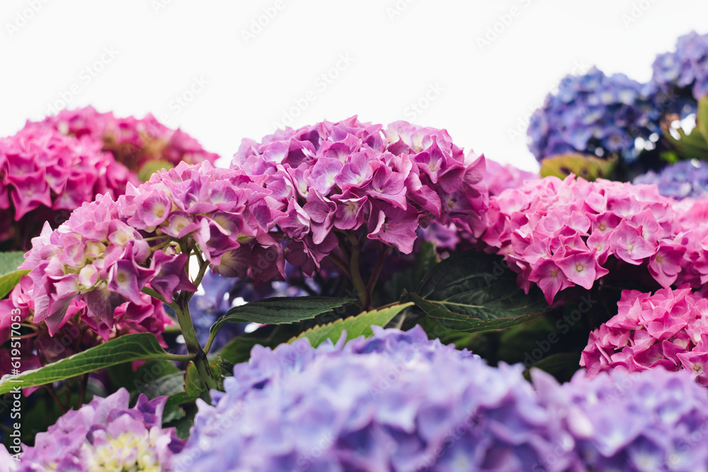 Obraz premium Blooming hydrangea in the summer garden. Close-up of a pink and purple hydrangea with a white background